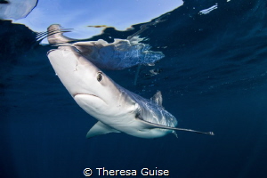 Testing the waters/A curious blue shark investigates dive... by Theresa Guise 
